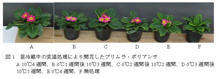 図1　苗冷蔵中の変温処理により開花したプリムラ・ポリアンサ