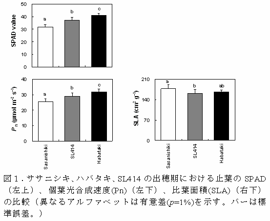 図1.ササニシキ、ハバタキ、SL414の出穂期における止葉のSPAD