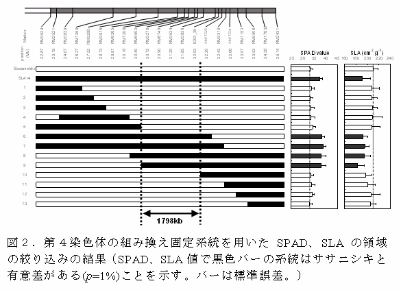 図２．第４染色体の組み換え固定系統を用いたSPAD、SLAの領域の絞り込みの結果