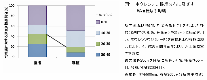 図1 ホウレンソウ根系分布に及ぼす移植栽培の影響