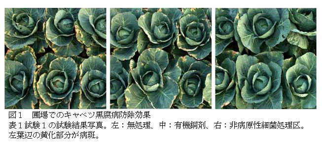 図１　圃場でのキャベツ黒腐病防除効果