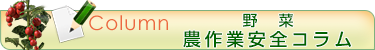 野菜のコラム