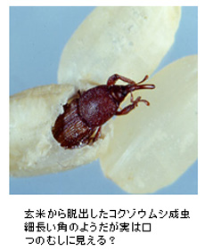 コクゾウムシ成虫