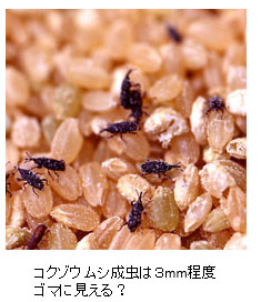コクゾウムシ成虫は３mm程度ゴマに見える？