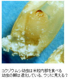 コクゾウムシ幼虫