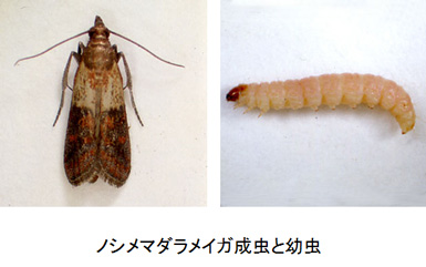 ノシメマダラメイガ成虫と幼虫