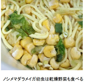ノシメマダラメイガ幼虫は乾燥野菜も食べる