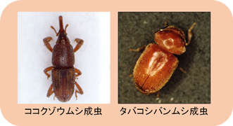 実験に用いた害虫