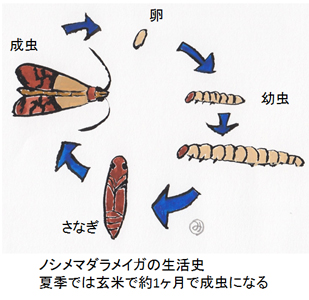 ノシメマダラメイガの生活史