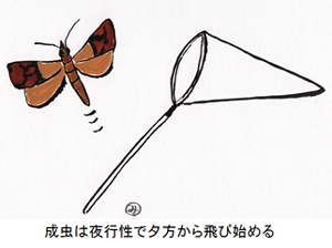 成虫は夜行性で夕方から飛び始める