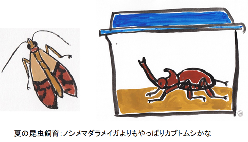 夏の昆虫飼育