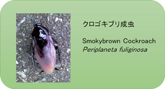 クロゴキブリ成虫