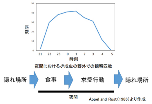 夜間における♂成虫の野外での観察匹数
