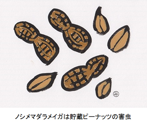 ノシメマダラメイガは貯蔵ピーナッツの害虫