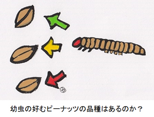 幼虫の好むピーナッツの品種はあるのか？