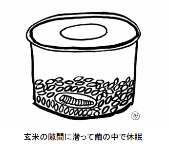 玄米の隙間に潜って繭の中で休眠