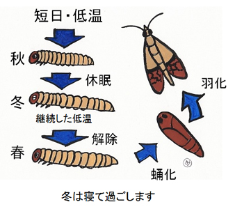 冬は寝て過ごします