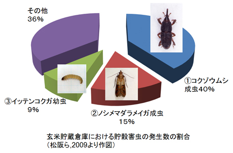 玄米貯蔵倉庫における貯穀害虫の発生数の割合