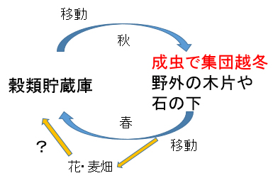 コクゾウムシの移動
