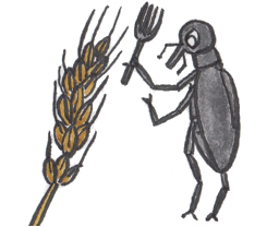 麦穂に飛来したコクゾウムシは小麦に加害、産卵します