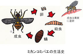 ミカンコミバエの生活史
