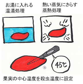 温湯処理と蒸熱処理