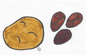 宇宙食としてのジャガイモとカイコのさなぎ