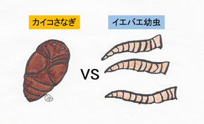 タンパク質生産する上でどちらが有利か？