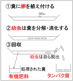糞でイエバエを育て、幼虫（タンパク質）と分解済みの糞（有機肥料）を回収