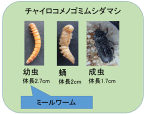 ミールワームとは