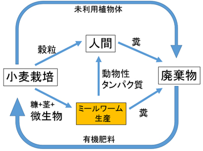 ミールワームを取り入れた人工生態系の概念図