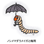 ノシメマダラメイガと梅雨