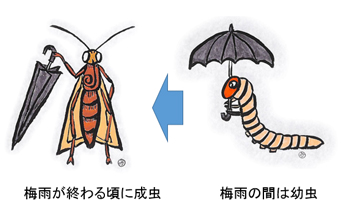 梅雨頃は幼虫、梅雨が終わる頃には成虫