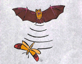 コウモリは超音波で夜行性のガを捕食する