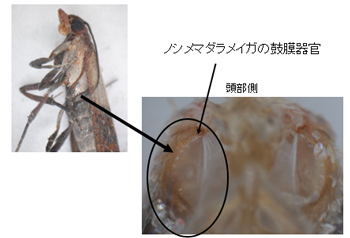 ノシメマダラメイガの鼓膜器官