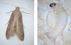 ガイマイツヅリガ成虫と幼虫