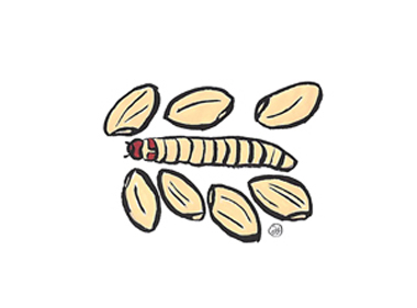 玄米とガイマイツヅリガ幼虫