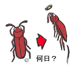 昆虫は絶食すると、何日間生きるでしょうか？