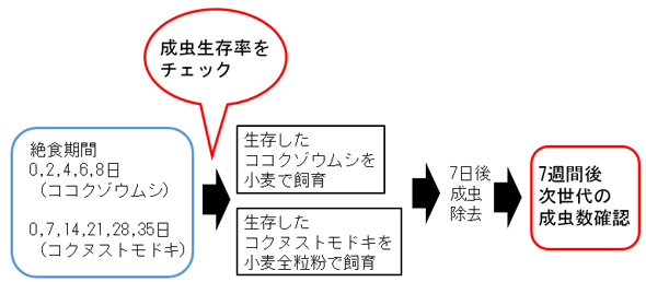 絶食期間が昆虫の生存や増殖に与える影響を調べるための実験手順