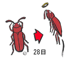 コクヌストモドキは飢餓に強く、100％死亡到達には28日かかった