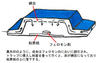 コクゾウムシ用フェロモントラップの断面模式図
