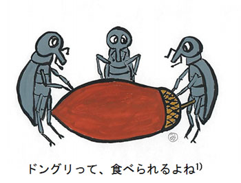 ドングリって、食べられるよね