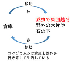 コクゾウムシの季節移動
