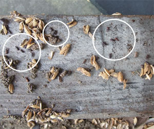 木片下で越冬するコクゾウムシ成虫