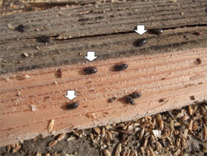 木片下で越冬するガイマイゴミムシダマシ成虫