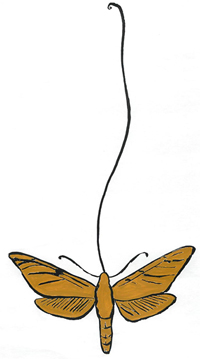 ダーウィンのスズメガ