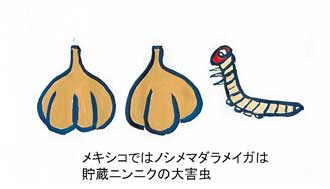 貯蔵ニンニクの大害虫