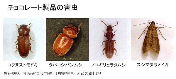 試験した食品害虫