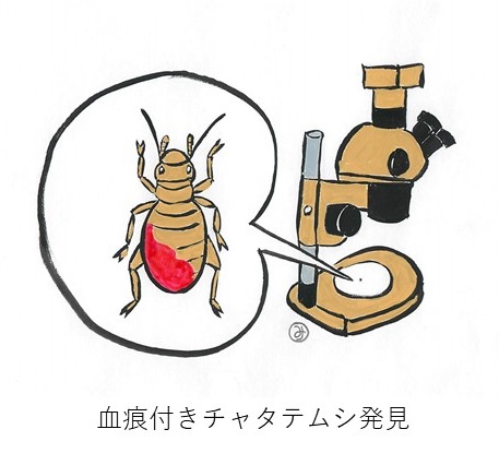血痕付きチャタテムシ発見