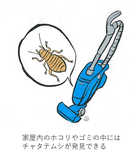 家屋内のホコリやゴミの中にはチャタテムシが発見できる